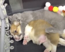 Kätzchen und Welpe. Quelle: Screenshot YouTube