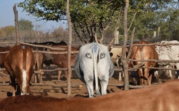 Um die Rinder vor den Raubtieren zu retten, malen Bauern Augen neben den Schwänzen der Rinder