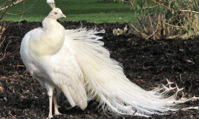 Wie eine Braut: schicker Albino-Pfau, der so aussieht, als ob er aus einer weißen Spitze gewebt wäre