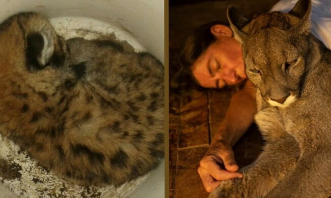 Mensch und Puma. Quelle: petpop.com