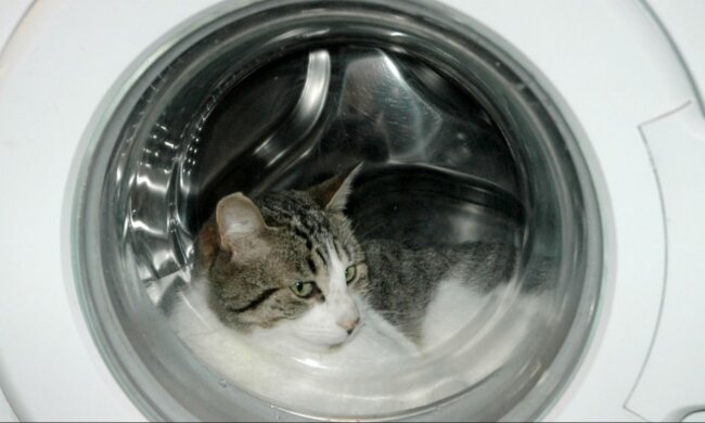 Die Waschmaschine wusch 20 Minuten lang, wenn die Besitzer ihre Katze drin bemerkt haben