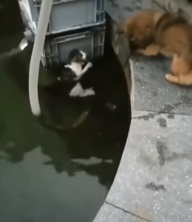 Hund Rettet Katze Aus Wasser