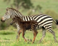 In Kenia wurde ein ungewöhnliches Zebra geboren: Das Baby ist nicht gestreift, sondern gefleckt