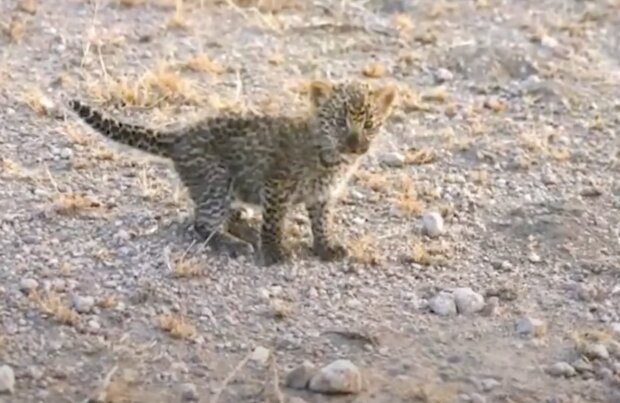 Leopardenbaby. Quelle: Screenshot YouTube