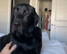 Labrador. Quelle: Youtube Screenshot