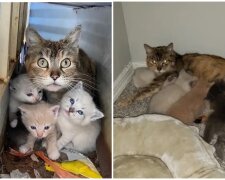 Katzenmama und ihre Babys. Quelle: Screenshot Youtube