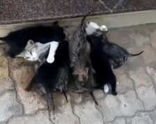 Ein Passant bemerkte nasse Welpen auf der Straße, die von einer Katze gefüttert wurden