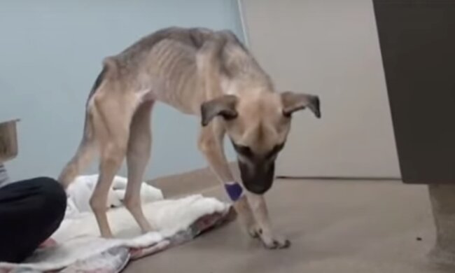 Hund.  Quelle: Screenshot YouTube
