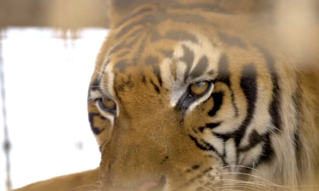Tiger. Quelle: Screenshot YouTube