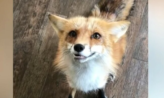 Charmante Findlinge. Quelle: Screenshot YouTube