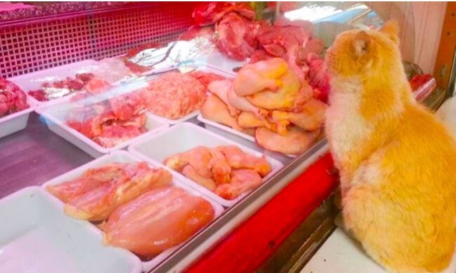 Jeden Tag bettelte die Katze im Laden um Fleisch und brachte es irgendwohin