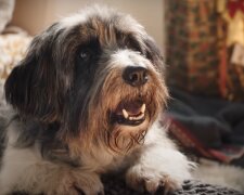 Hund. Quelle: Screenshot YouTube