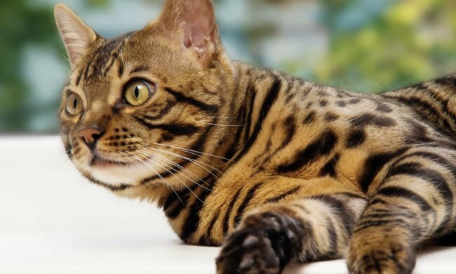 Bengalkatzen. Quelle: Screenshot YouTube