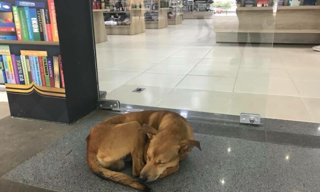 Der Hund beschloss, das Buch aus dem Laden zu stehlen und veränderte sein Leben zum Besseren