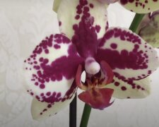 Orchideen. Quelle: Screenshot YouTube
