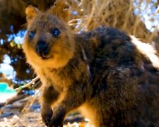 Quokka. Quelle: YouTube Screenshot