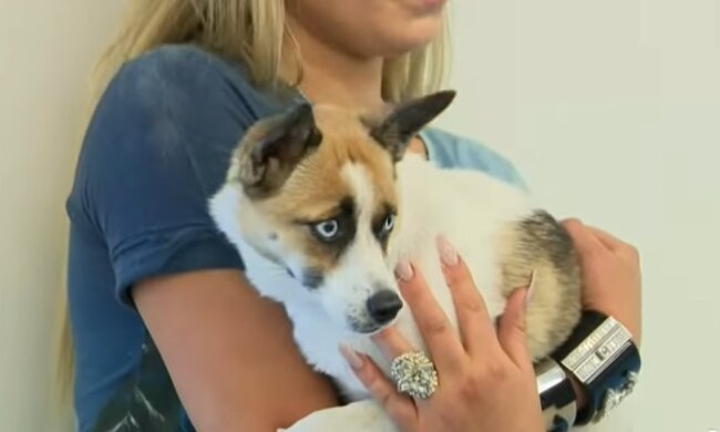 Hund. Quelle: Screenshot