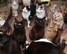 Warum wird ein Junge aus seiner Wohnung mit vielen Katzen vertrieben