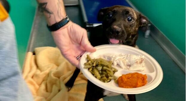 Das Paar bereitete zu Ehren des Feiertags 80 separate Abendessen für Tiere aus einem Tierheim vor