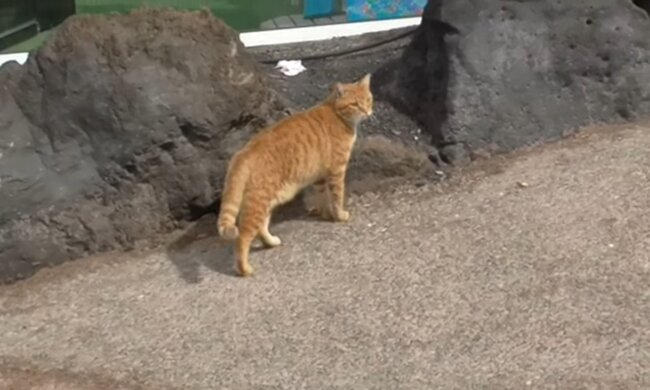 Katze. Quelle: Youtube Screenshot