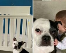 Boston Terrier hat dem Mädchen das Leben gerettet. Quelle: Screenshot