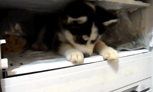 Hund im Kühlschrank. Quelle: Screenshot YouTube