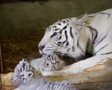 Tiger Familie. Quelle: YouTube Screenshot