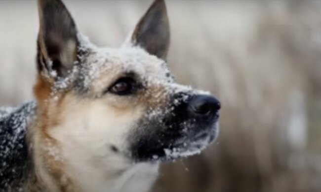 Treuer Freund. Quelle: Screenshot YouTube