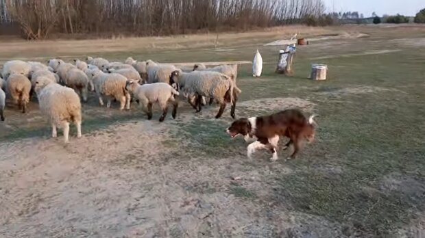 Border Collie beim Schafehüten. Quelle: Youtube Screenshot