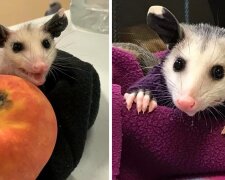 In Texas stricken gute Leute Pullovers für kahles Opossum