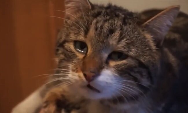 Ein Kater (Symbolbild). Quelle: Youtube Screenshot