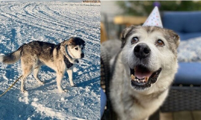 Der glückliche Hund Larry. Quelle: www.travelask.сom