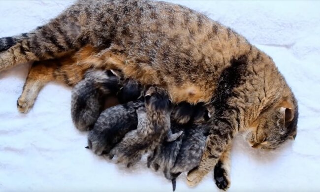Katzenmama füttert ihre Babys. Quelle: Screenshot Youtube