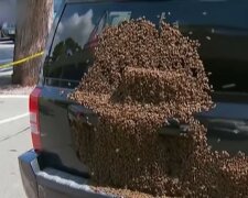 Bienen verfolgten die Autos der Frau. Quelle: Youtube Screenshot
