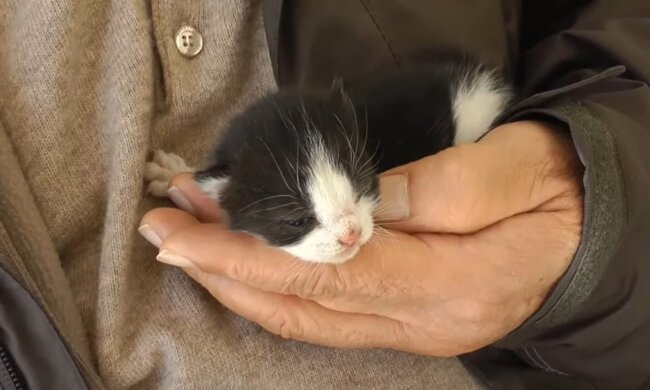Babykatze. Quelle: Youtube Screenshot