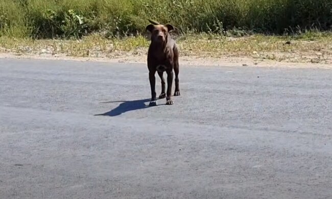 Streunender Hund. Quelle: Screenshot YouTube