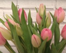 Tulpen. Quelle: Screenshot Youtube