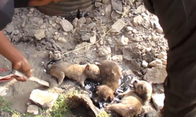 Welpen gerieten in eine Falle. Quelle: Screenshot Youtube