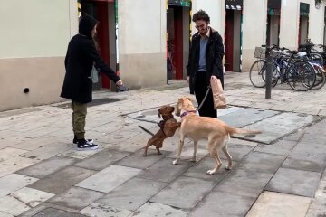Gerettete Hunde mit neuen Besitzern. Quelle: Youtube Screenshot