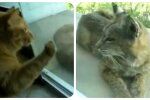 Ketze und Luchs. Quelle: apost.com