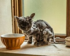 Ein dünnes Kätzchen, das auf der Straße abgeholt wurde, wurde zum Besitzer luxuriöser Wolle