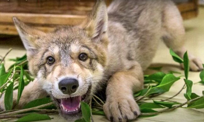 Geteilte Einsamkeit: Der Hund brachte der einsamen Großmutter jeden Tag Geschenke