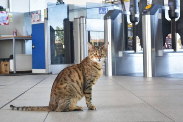 Jeden Morgen kommt die Katze zum Bahnhof um mit Menschen zu plaudern