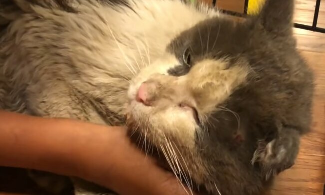 Von einem ungepflegten Tier zu einer echten Schönheit. Quelle: Screenshot YouTube