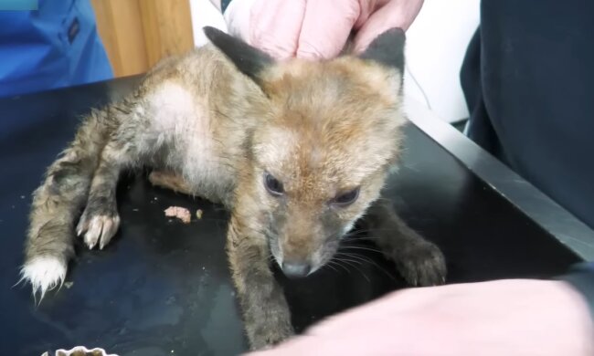 Tier wurde von den Rettungskräften rechtzeitig entdeckt. Quelle: Youtube Screenshot