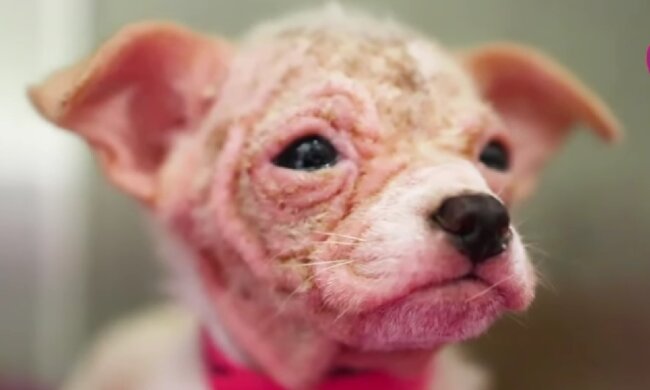Wehrloses Hündchen. Quelle: Screenshot YouTube