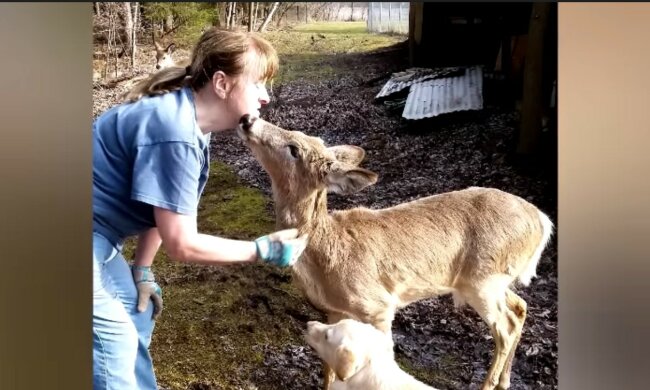 Charmante Gäste bei schlechtem Wetter. Quelle: Screenshot YouTube