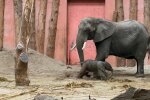 Wunder im Zoo. Quelle: Youtube Screenshot