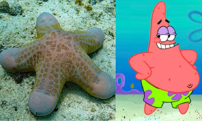 Der Seestern. Quelle: dailymail.co.uk