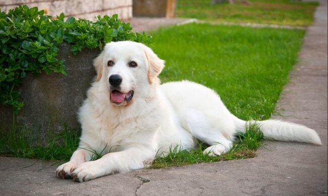 Der alte Hund konnte lange Zeit keine Familie finden, aber er verzweifelte nicht, und das Schicksal belohnte ihn